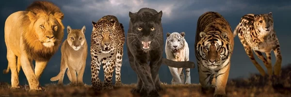 پازل پانوراما یوروگرافیک گربه های بزرگ